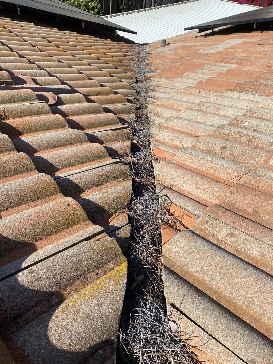 Tile roof valley packed with pine needles, before cleaning